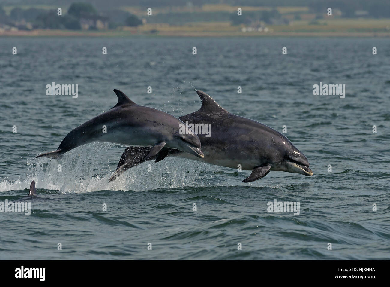 Bottlenose dolphins (Tursiops truncatus) adult and calf breaching. Moray Firth, Scotland. July 2013. Stock Photo