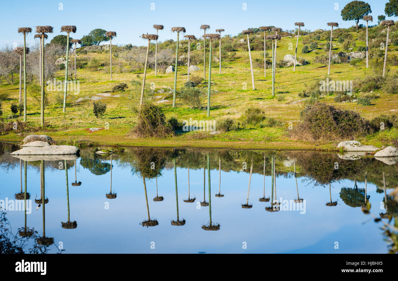 nests stork in Los Barruecos, Caceres, Extremadura, Spain Stock Photo