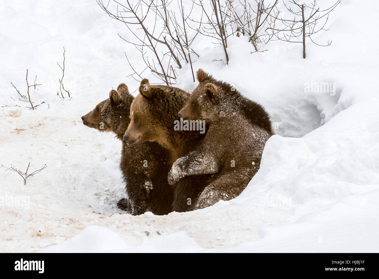 Female and two 1-year-old brown bear cubs (Ursus arctos arctos) leaving den in the snow in winter Stock Photo