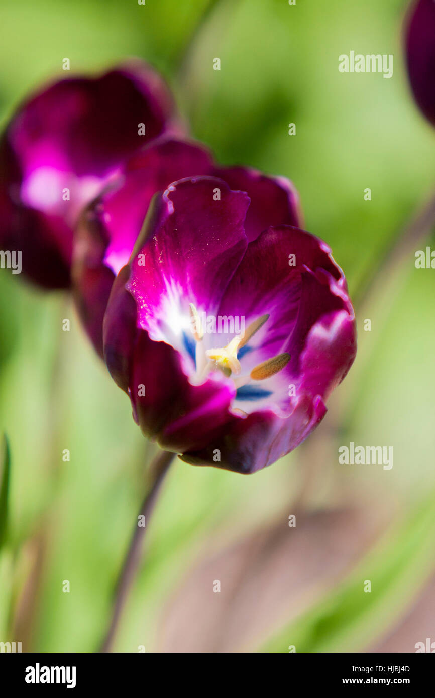 Purple Tulip in Springtime Stock Photo