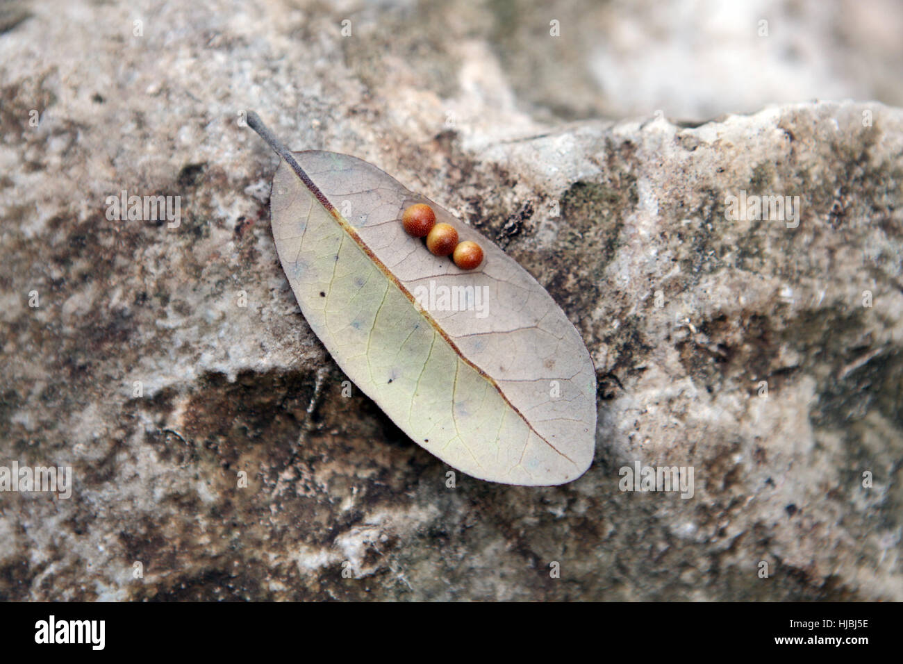 Insect eggs on the leaf Stock Photo - Alamy