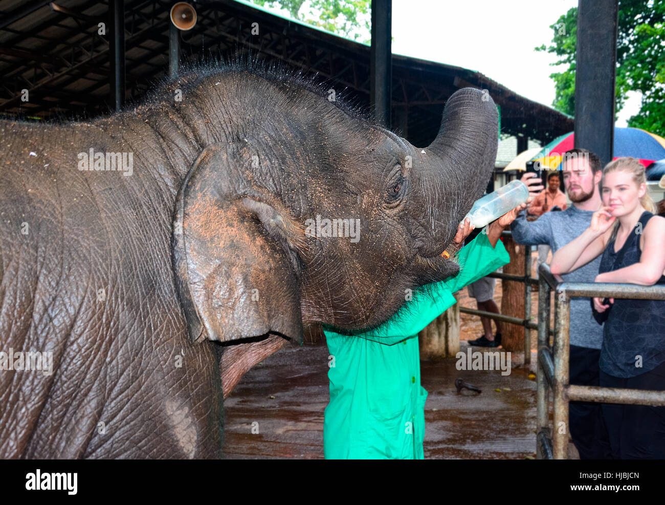 Orphaned baby elephant being feed with milk at Pinnawala elephant orphanage, Sri Lanka Stock Photo