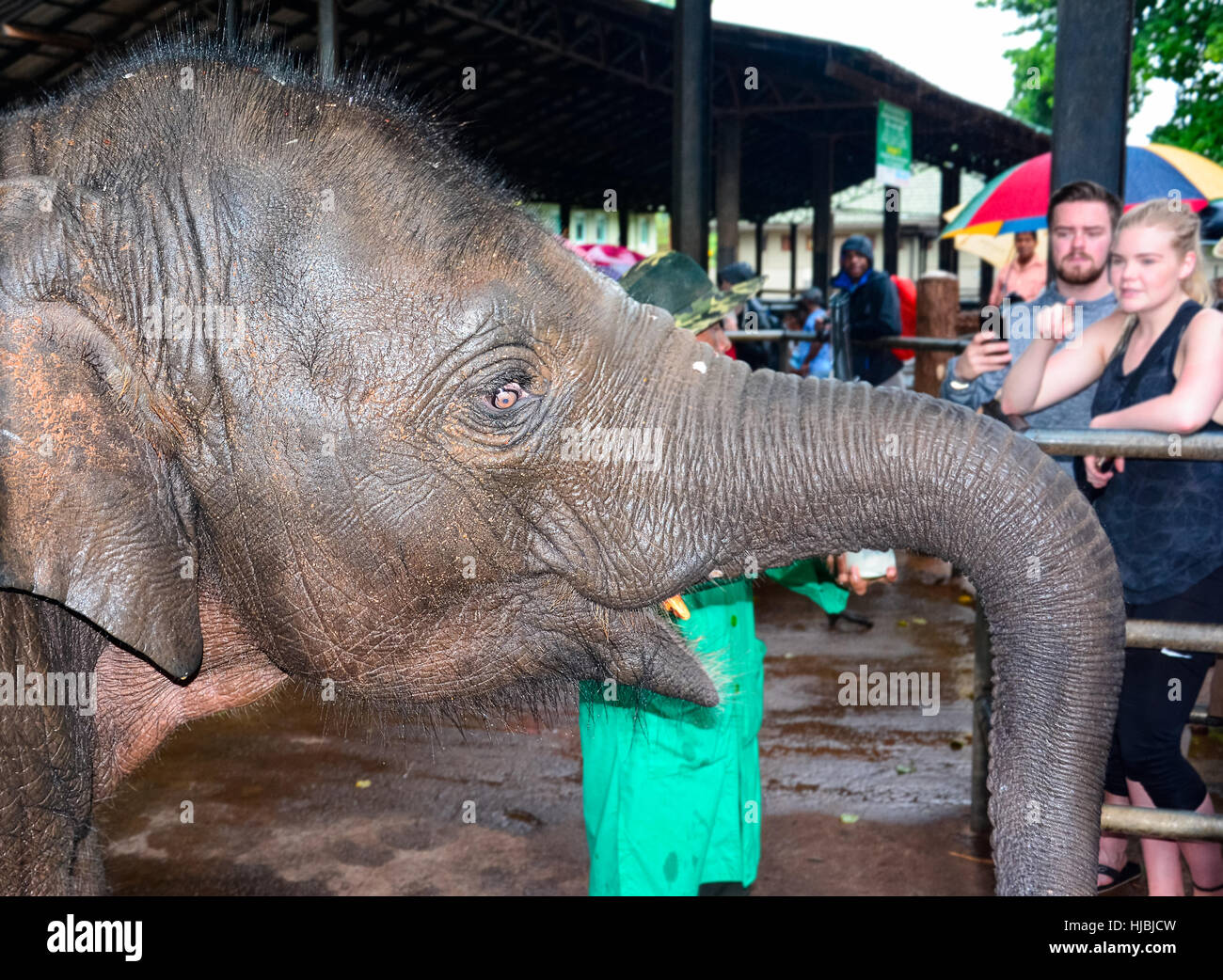 Orphaned baby elephant being feed with milk at Pinnawala elephant orphanage, Sri Lanka Stock Photo