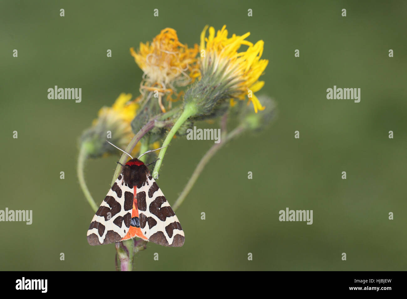 Garden Tiger (Arctia caja) - a black, white, red and blue moth, perched on a plant with a yellow flower with a green background Stock Photo