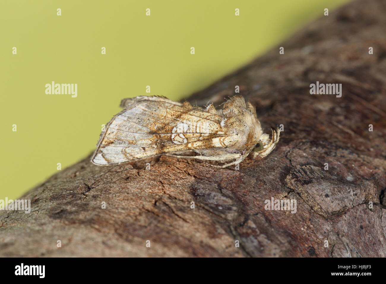 Golden Plusia (Polychrysia moneta), a localised golden moth, sitting on a branch Stock Photo