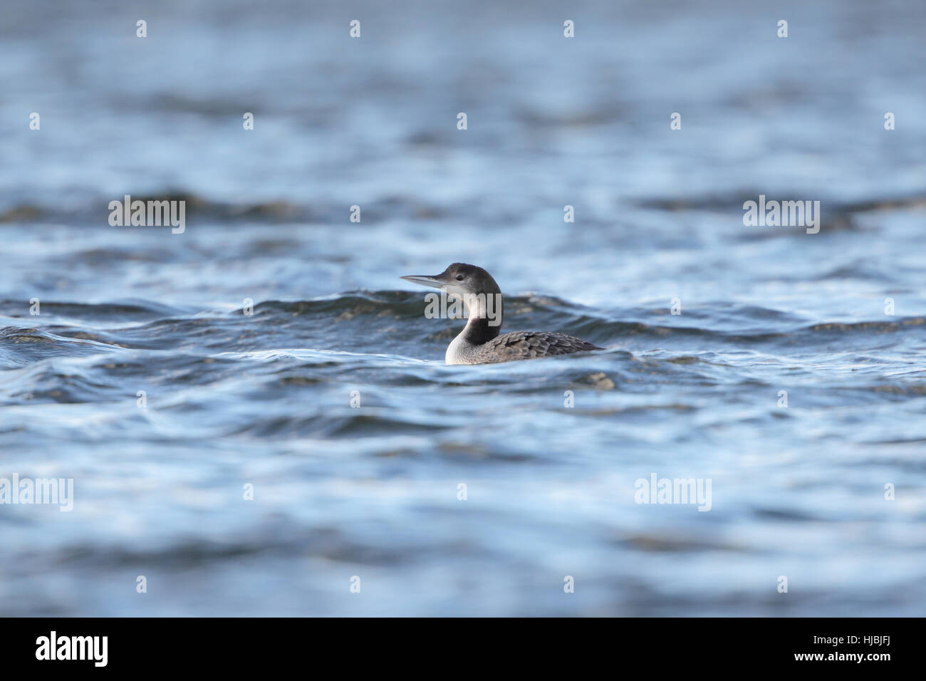 Great Northern Diver (Gavia immer) - a juvenile swimming in the blue water of an inland reservoir in Suffolk Stock Photo