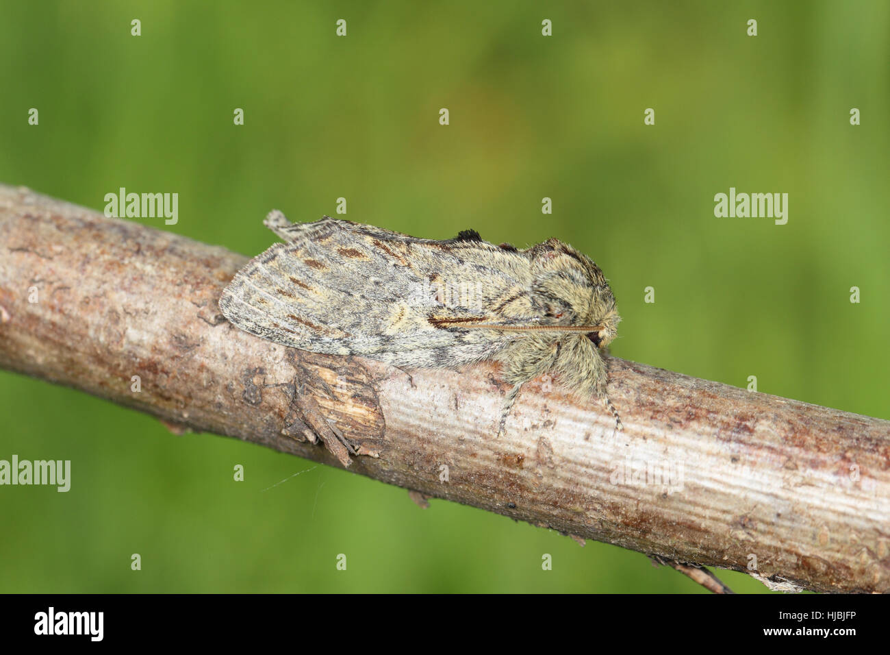Great Prominent (Peridea anceps) - a large, grey-brown moth of oak woodland, sitting on a branch, with a green background Stock Photo