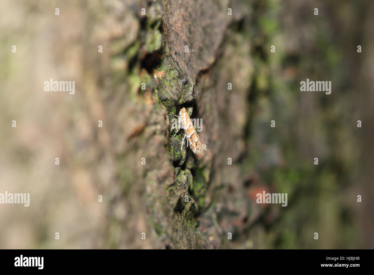 Horse-chestnut Leaf-miner (Cameraria ohridella), a tiny orange micro-moth and pest, sitting on the trunk of horse-chestnut tree Stock Photo