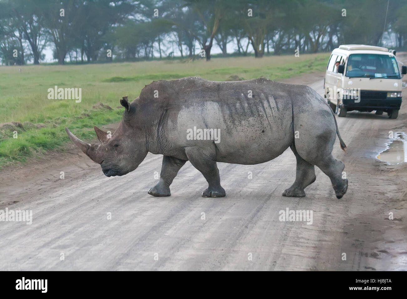 White rhino crossing the road in Lake Nakuru National Park, Kenya Stock Photo