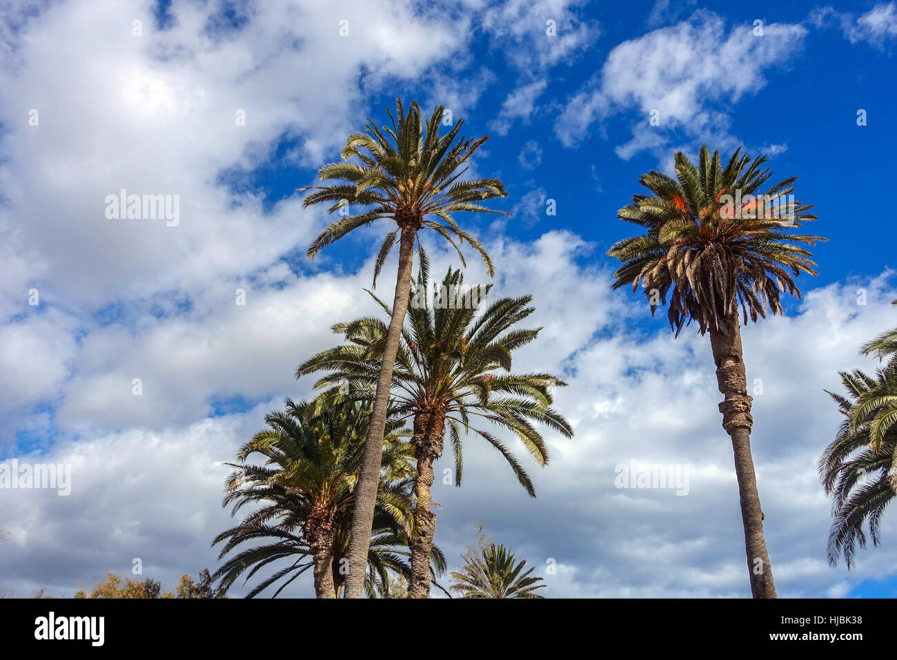 Tall palm trees against white clouds and blue sky, Stock Photo