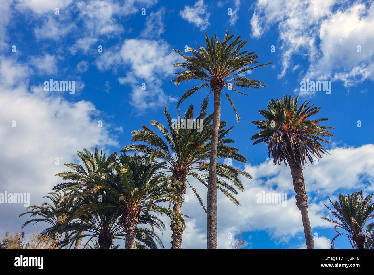 Tall palm trees against white clouds and blue sky, Stock Photo