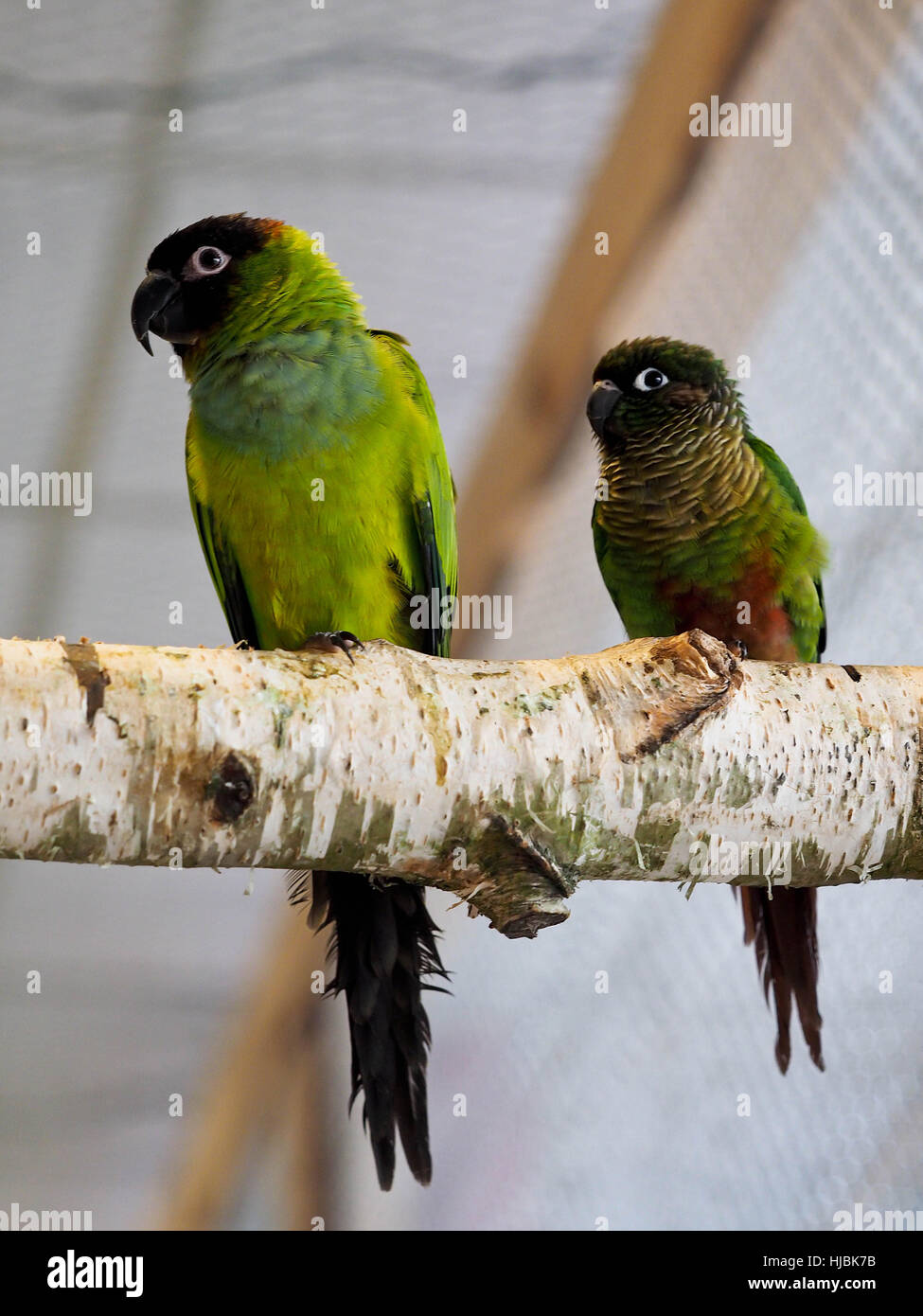 Beautyful parrot Stock Photo