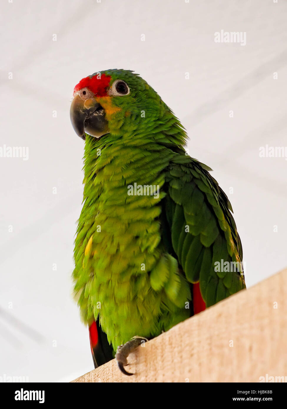 Backside feathers hi-res stock photography and images - Page 3 - Alamy