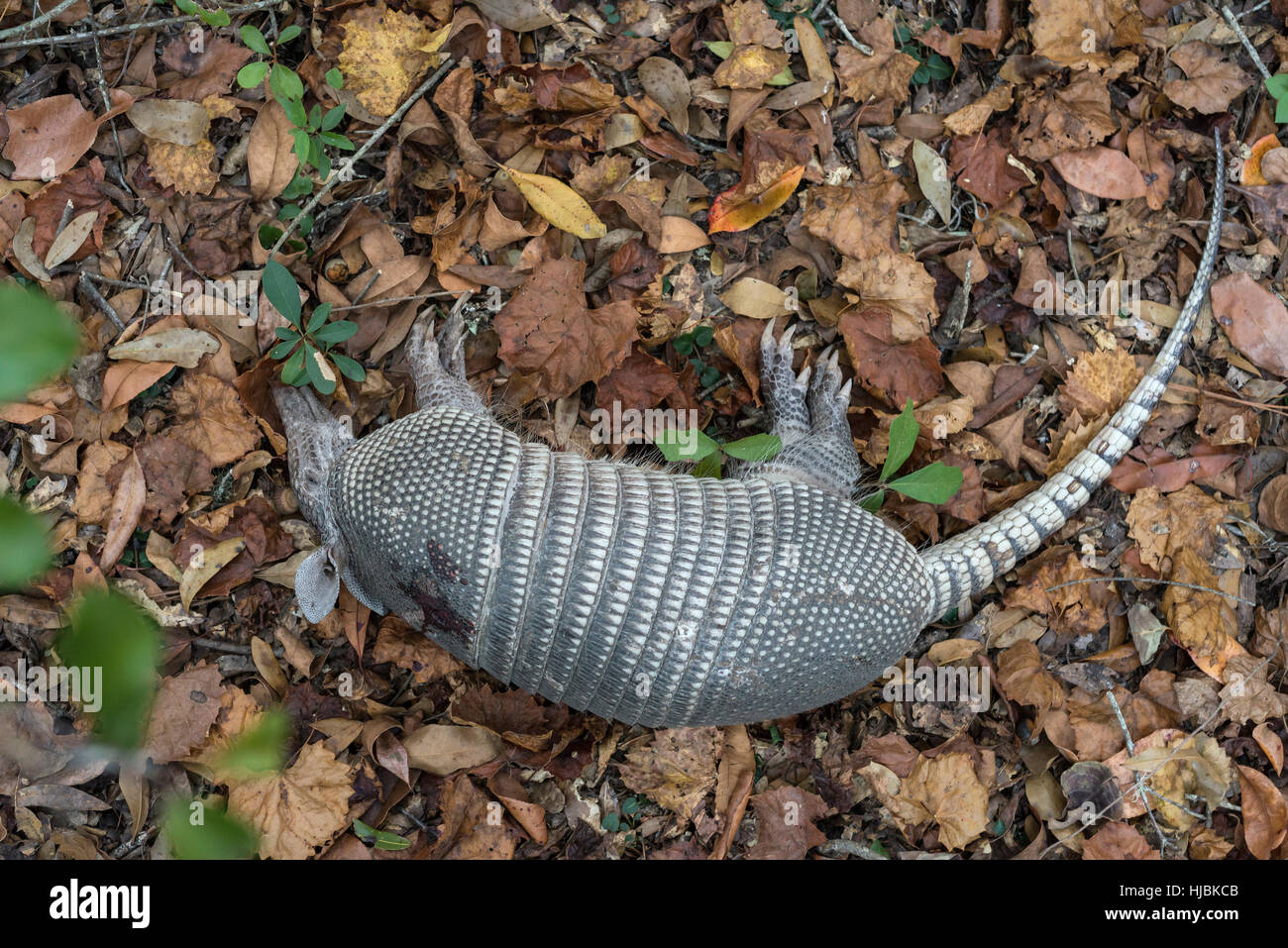 Armadillo shot and killed in North Central Florida Stock Photo Alamy