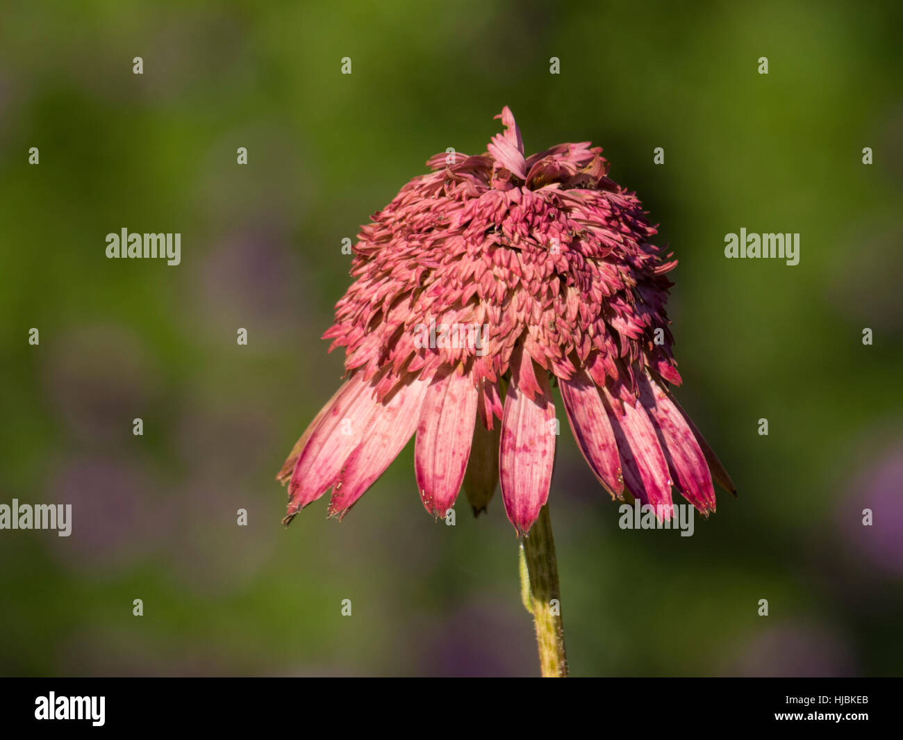 Equinacea flower in bloom Stock Photo