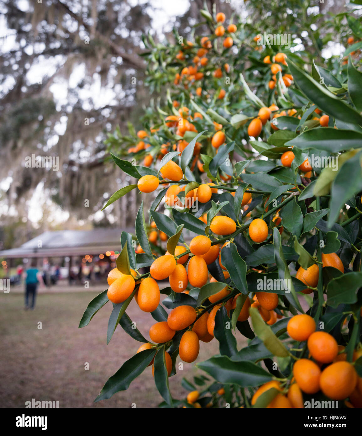 Fruit Trees Home Gardening Apple, Cherry, Pear, Plum Fruit Trees