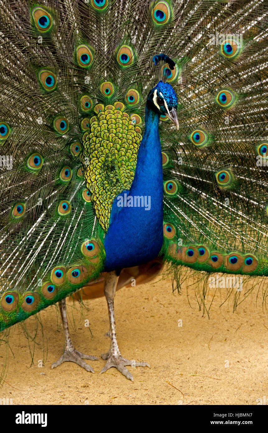 Real Alcázar outdoor restaurant, male peacock preens or prunes for diners. Stock Photo