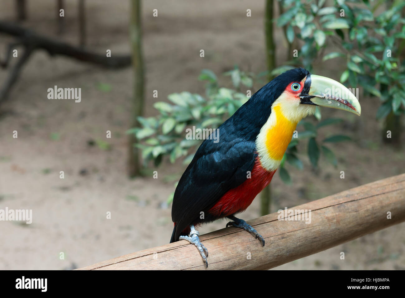 Foz do Iguazu,  Brazil - july 9, 2016: Green-billed (Red-breasted) toucan. Selective focus. Exotic toucan a brazilian bird in nature at the Foz do Igu Stock Photo