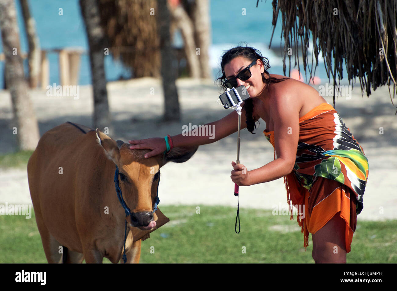 Western Young Woman Takes Selfie from Light Brown Cow using Mobile iPhone & Selfie Stick near Sunny Beach with Green Grass Stock Photo