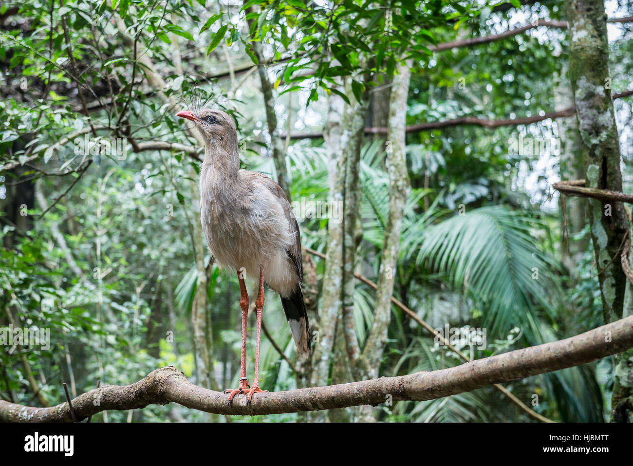 Foz do Iguazu,  Brazil - july 9, 2016: Portrait of a brazilian Cariama cristata Seriema bird in Brazil Stock Photo