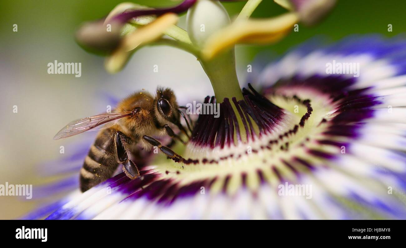 Honey Bee collecting Pollen from a Passion Flower Passiflora Edulis, Shepperton, Surrey, U.K. Stock Photo