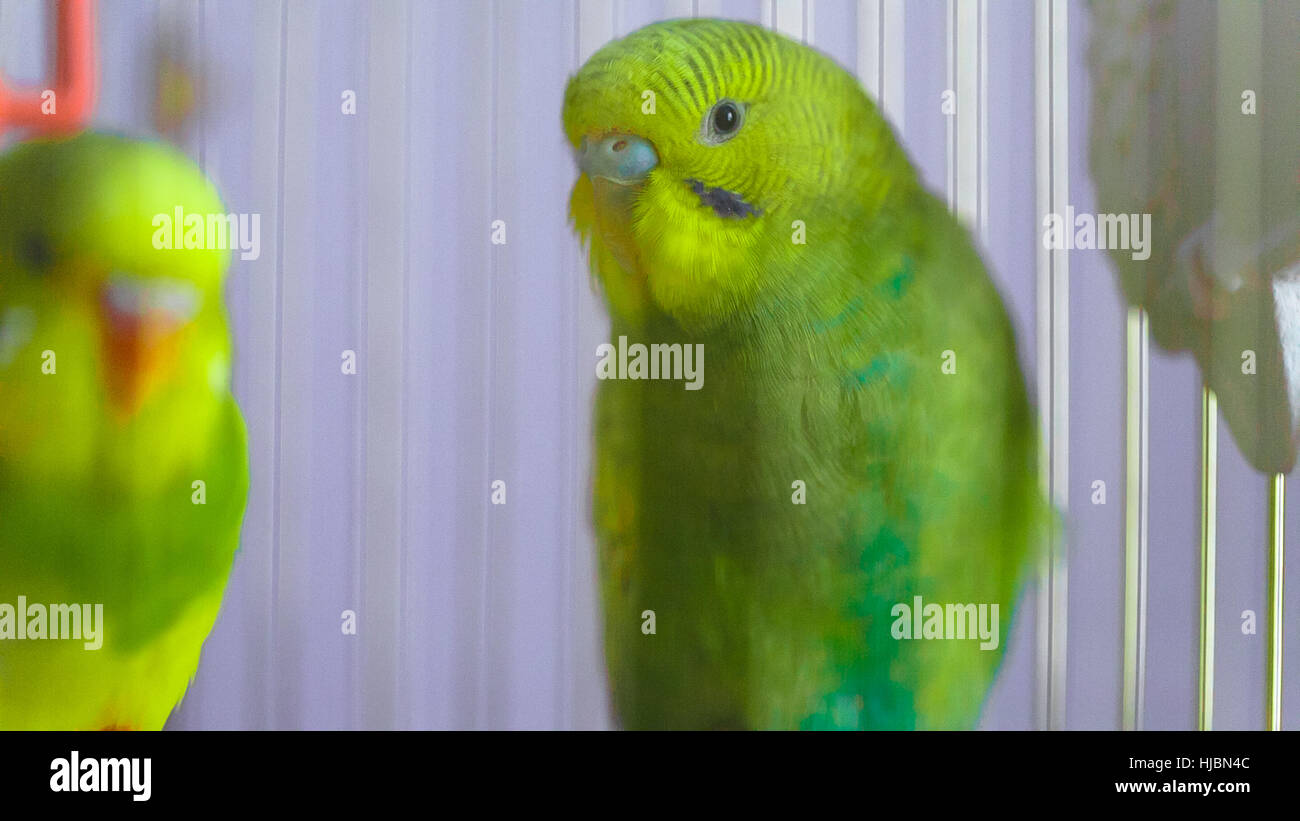 How many days a wavy parrot should hatcher eggs How many days a wavy parrot should hatcher eggs