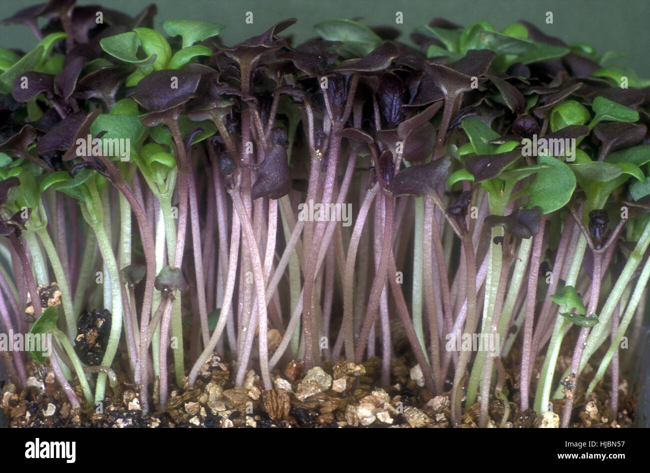 PURPLE AND SWEET BASIL SPROUT SEEDLINGS (OCIMUM BASILICUM VARIETY Stock