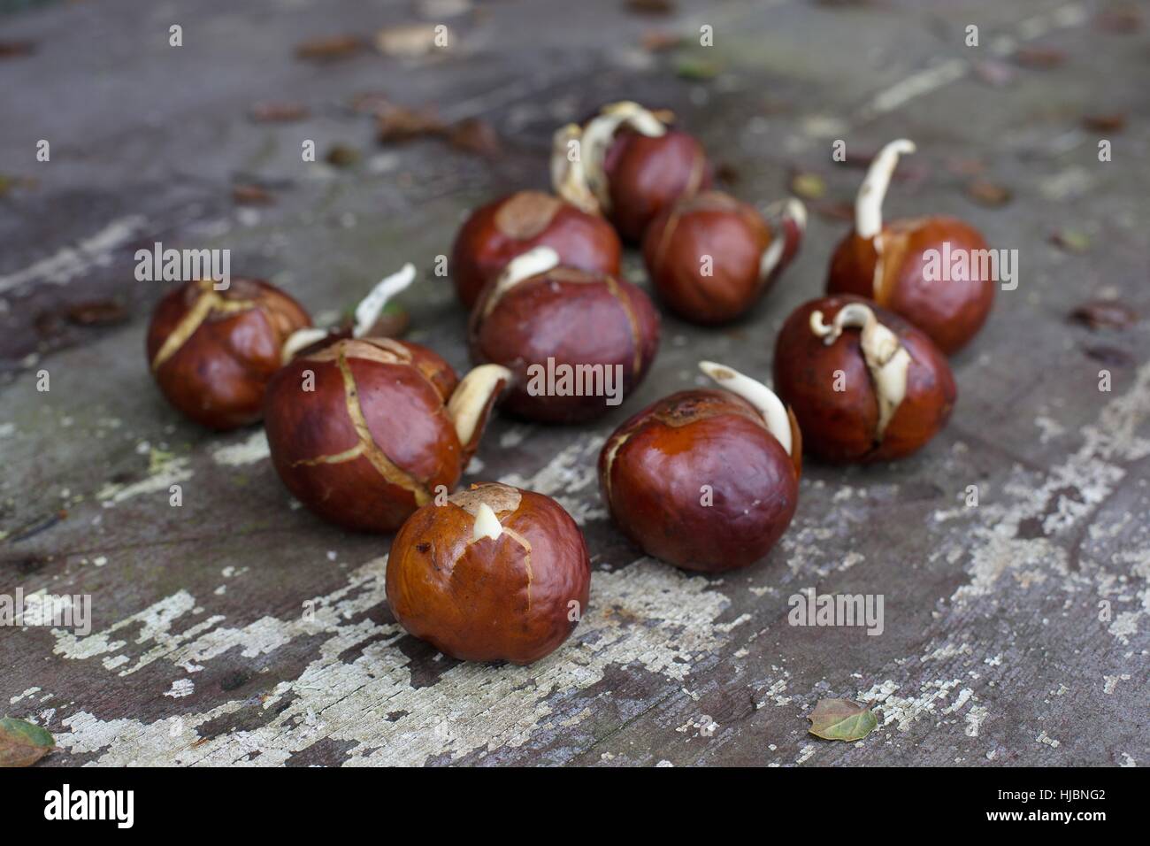 Sprouting California buckeye seed Stock Photo Alamy