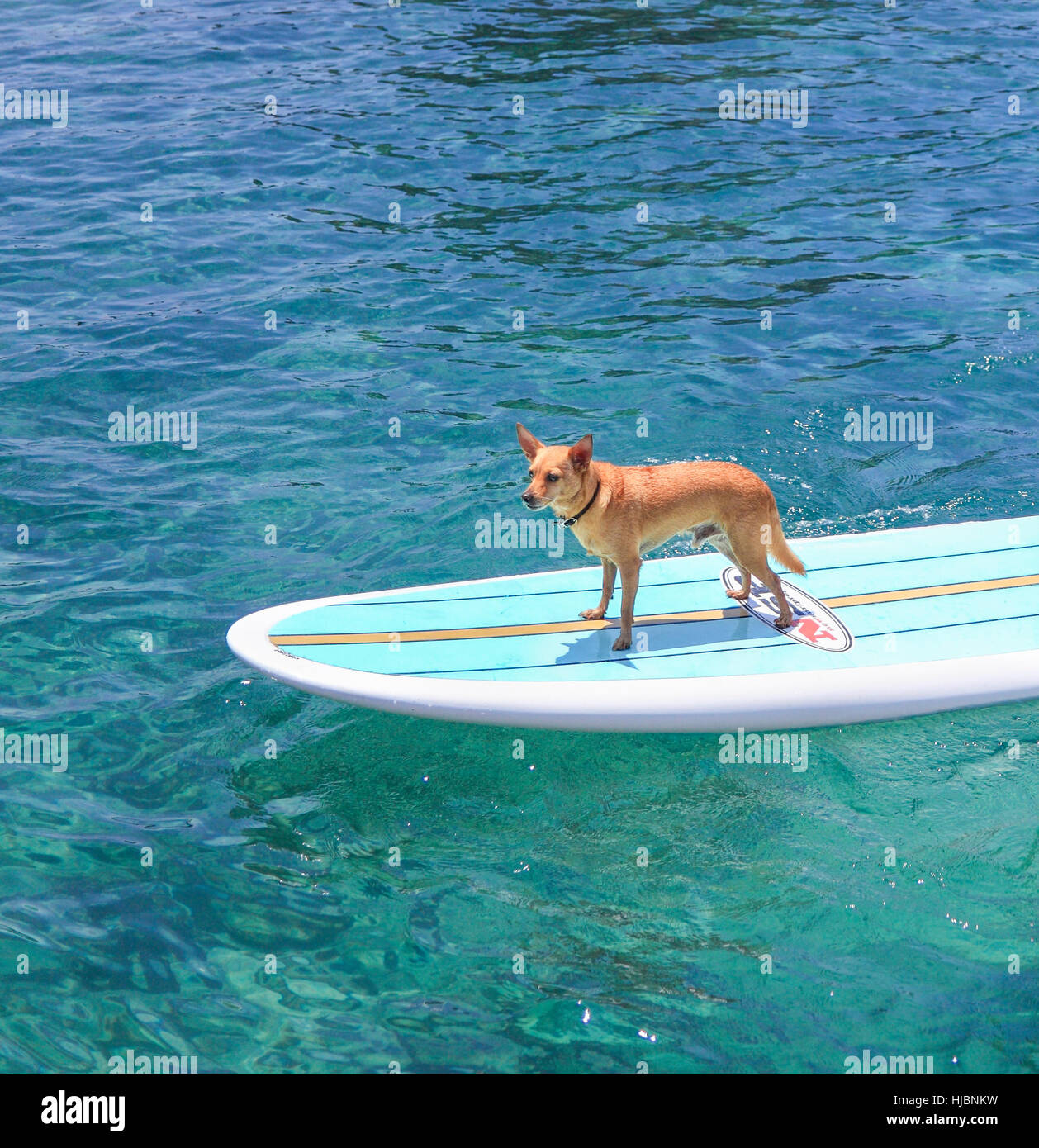 Dog named Menehune on stand up paddleboard on the Big Island of Hawaii Stock Photo