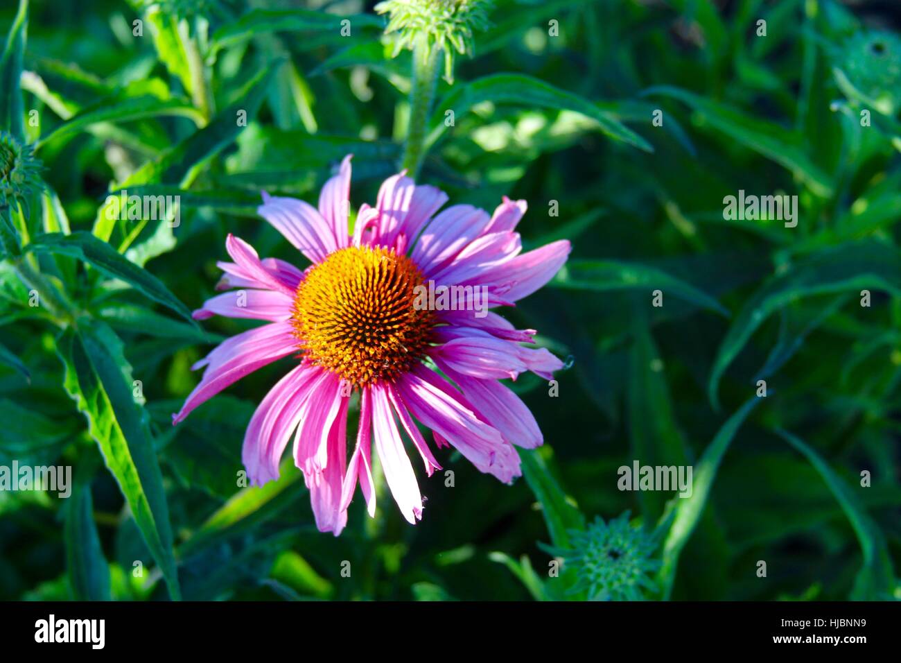 The purple flower in the garden on a close up view Stock Photo - Alamy