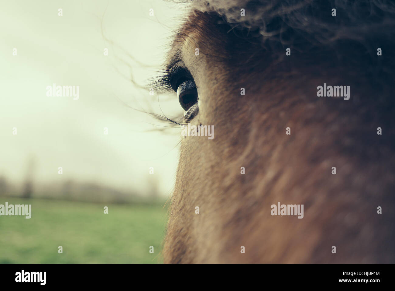 A closeup of the eye of a brown horse Stock Photo