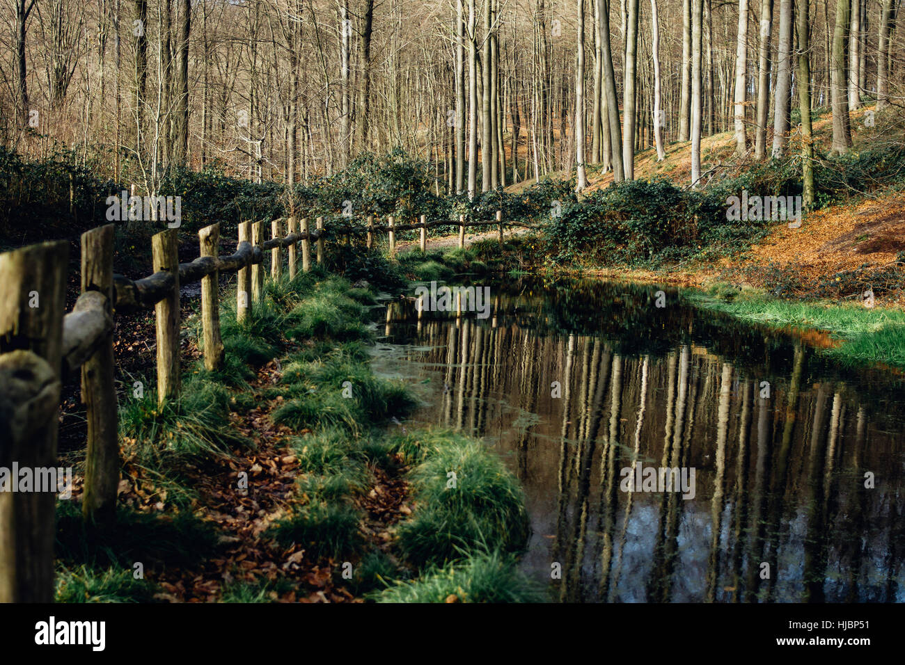 Forest swamp in the Muziekbos in Belgium during the winter with bare trees and a fence next to te water. Stock Photo