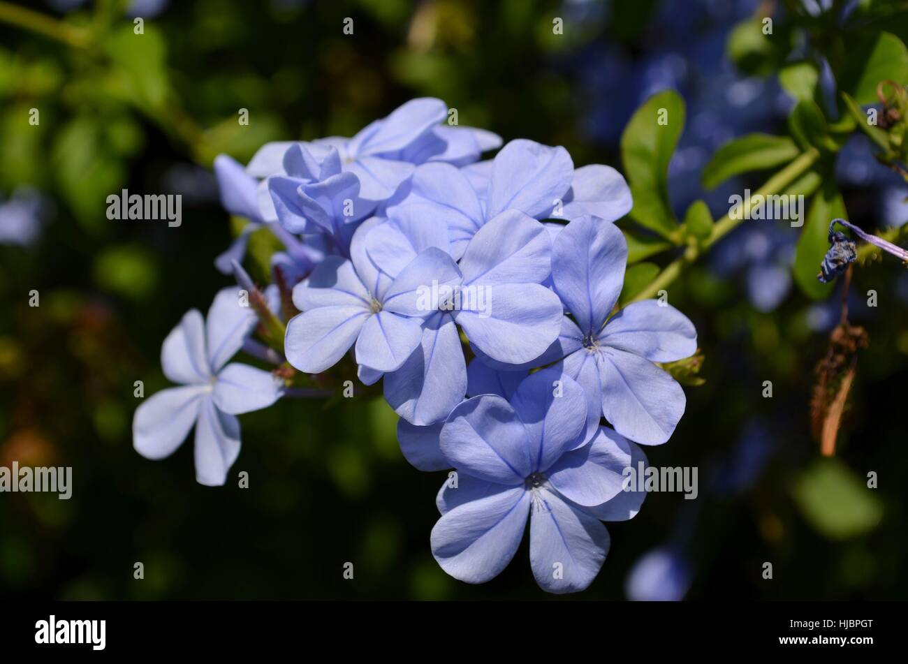 Plumbago in bloom blue and white Stock Photo
