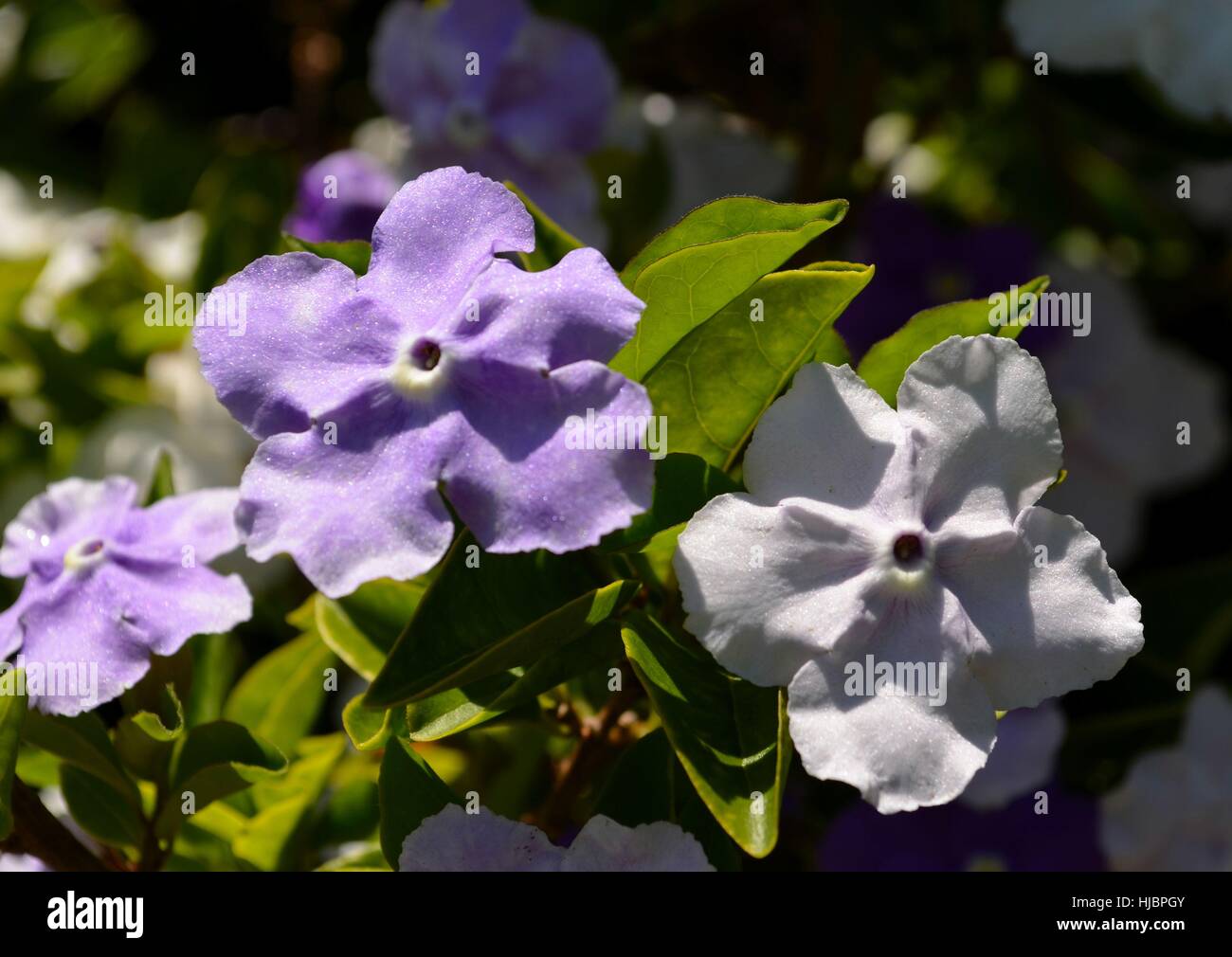 Plant in bloom with pale purple and white flowers Stock Photo