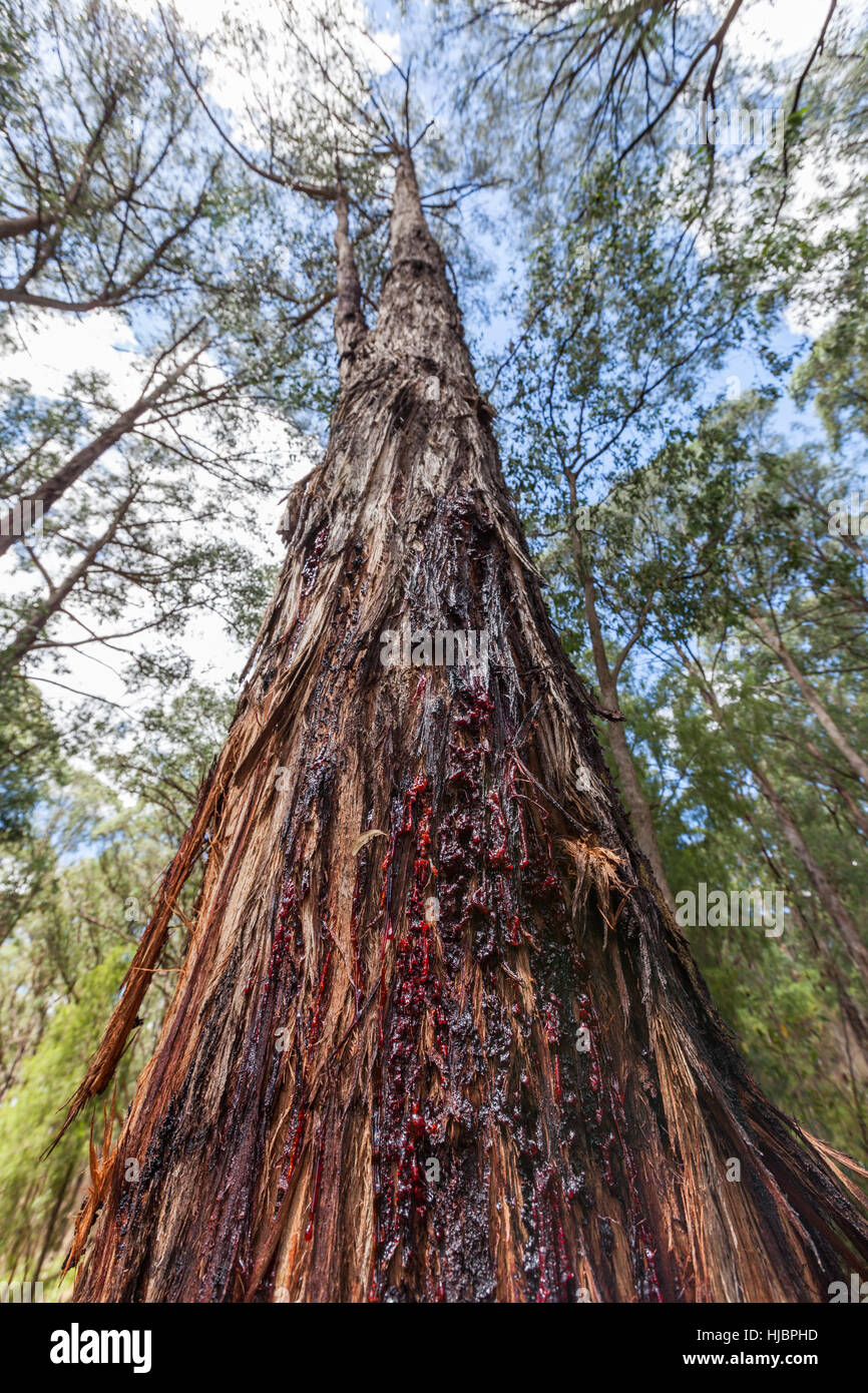 Leaking sap hires stock photography and images Alamy