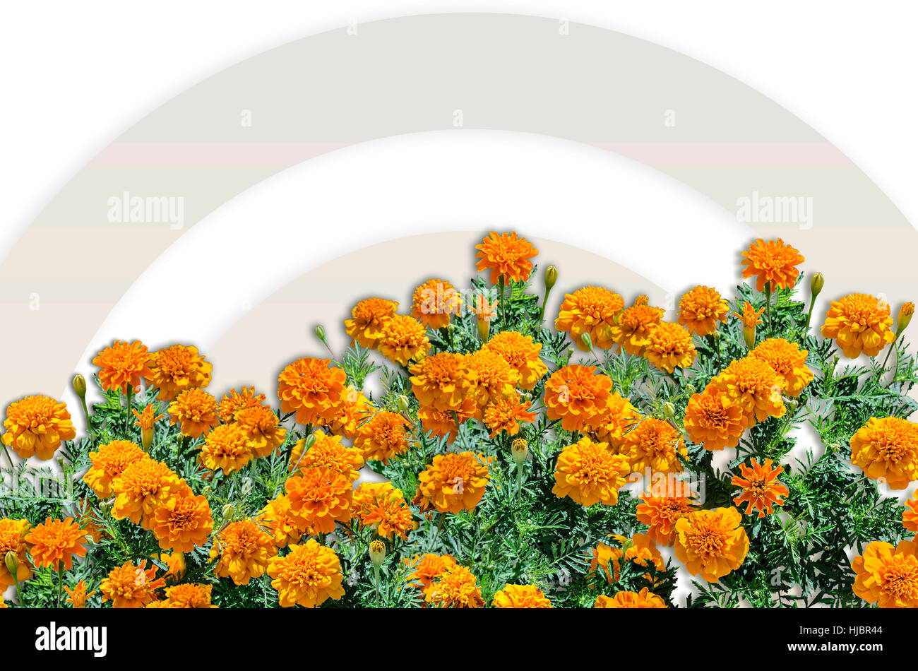 marigold flower arch