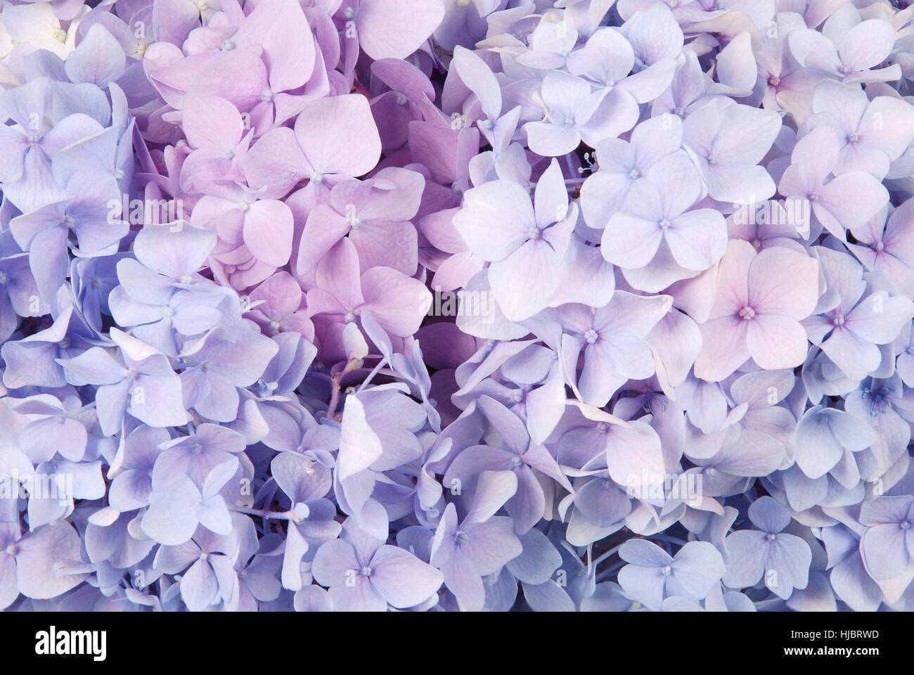 Beautiful blue and pink hydrangeas flower background. Natural color. Stock Photo