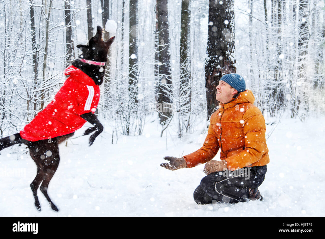 Active man walking the dog in the winter forest Stock Photo - Alamy