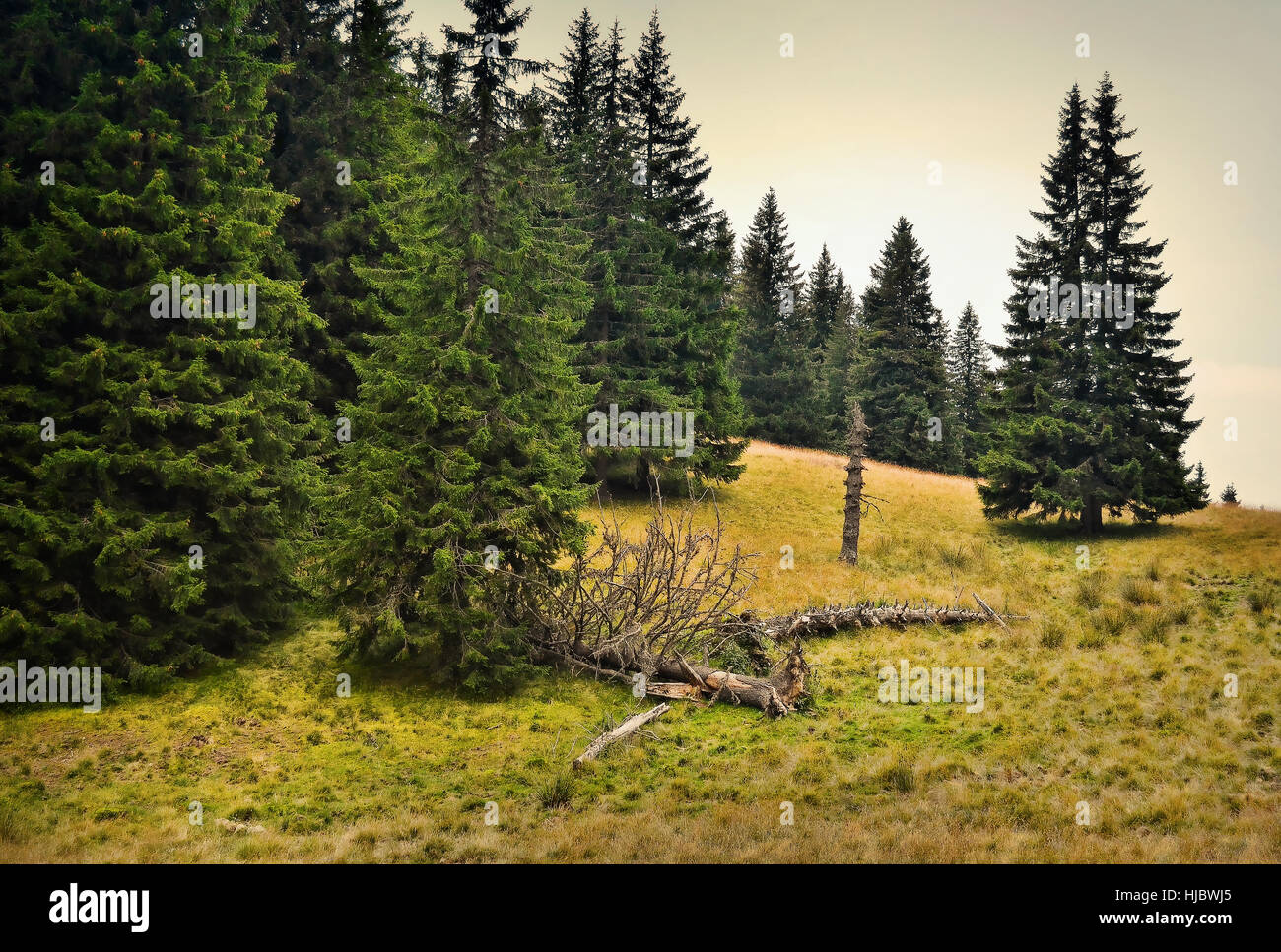 the most exposed part of a mountain forest is its borders where human