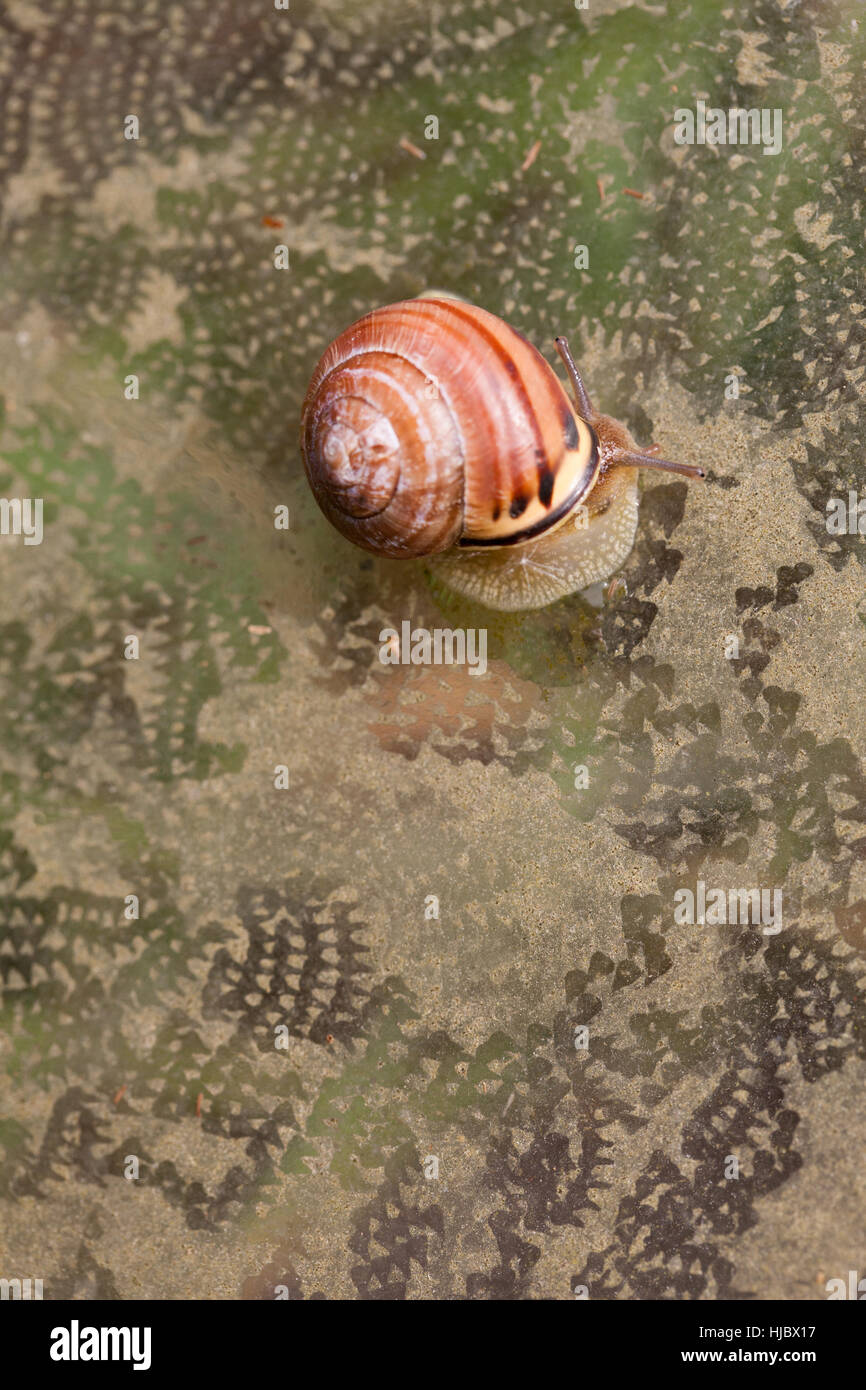 Diatoms and algae hires stock photography and images Alamy