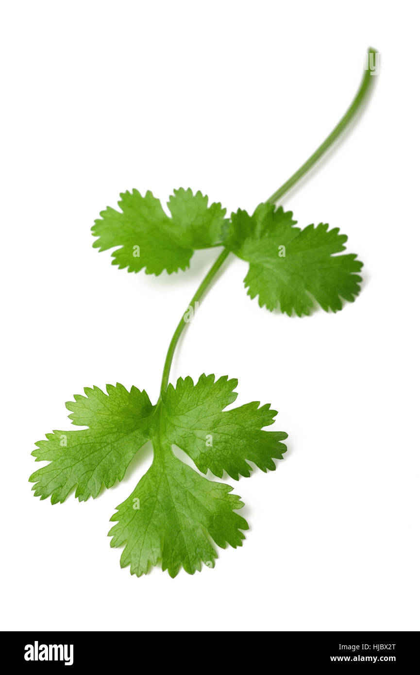 Fresh Coriander sprig isolated on white background Stock Photo Alamy