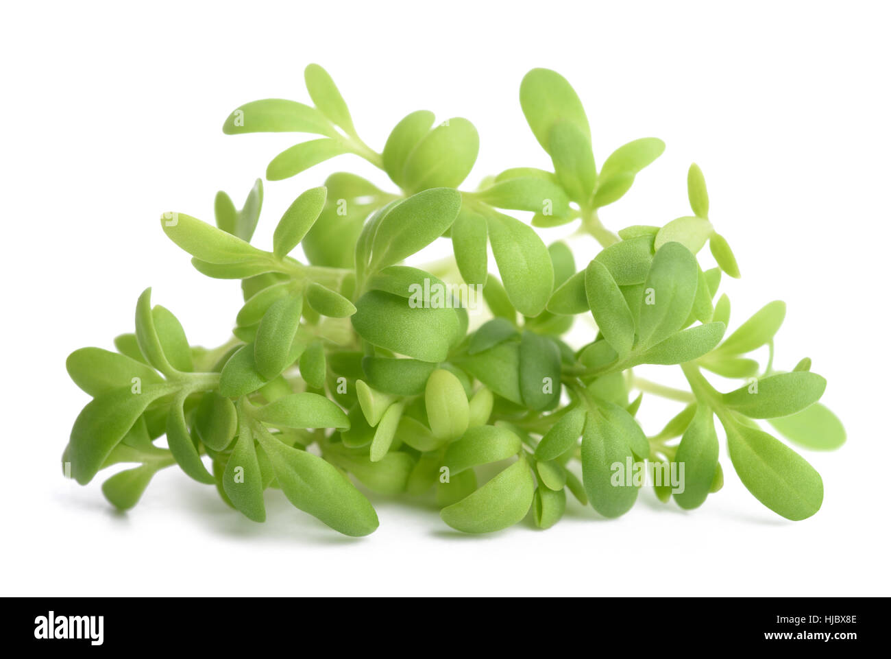 cress bunch isolated on white background Stock Photo