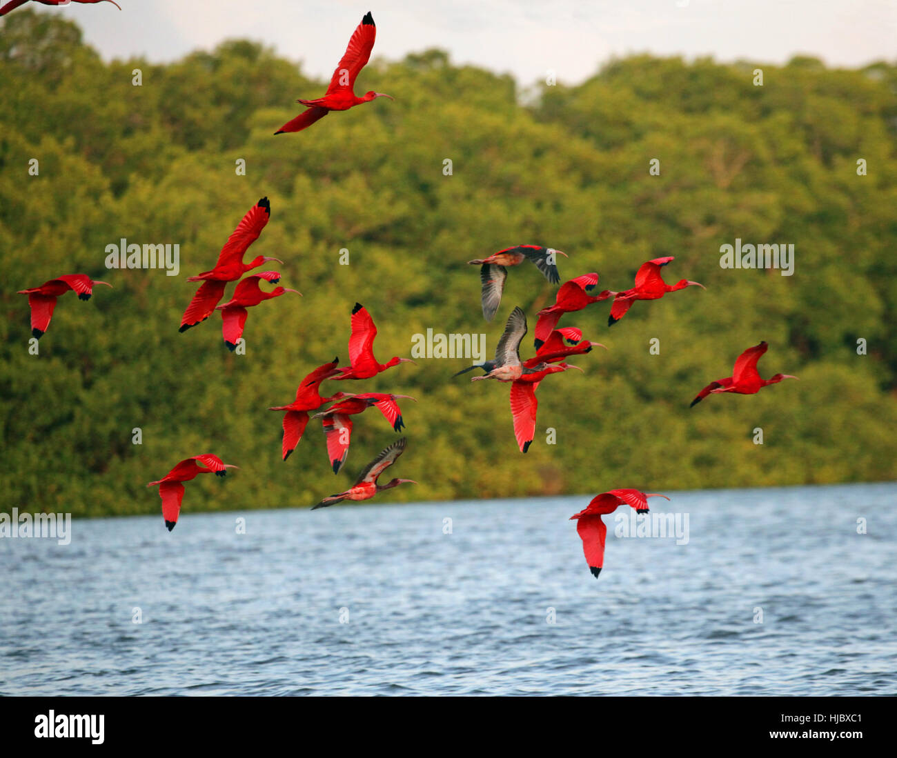 Flight Caribbean Scharlachsichler Eudocimus Ruber Roter Ibis flight-caribbean-scharlachsichler-eudocimus-ruber-roter-ibis