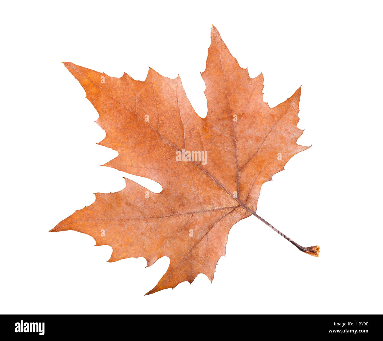 plane tree leaf isolated on white Stock Photo