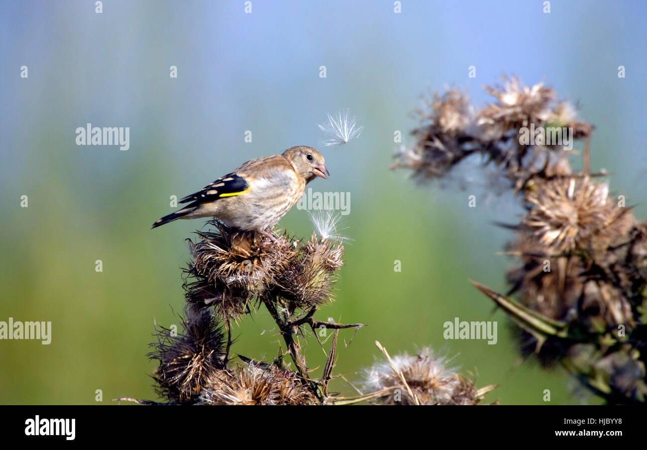 Juvenile Goldfinch (Carduelis carduelis)  (sometimes called a 'pate') feeding on autumn seeding thistle, thistledown blowing in Stock Photo