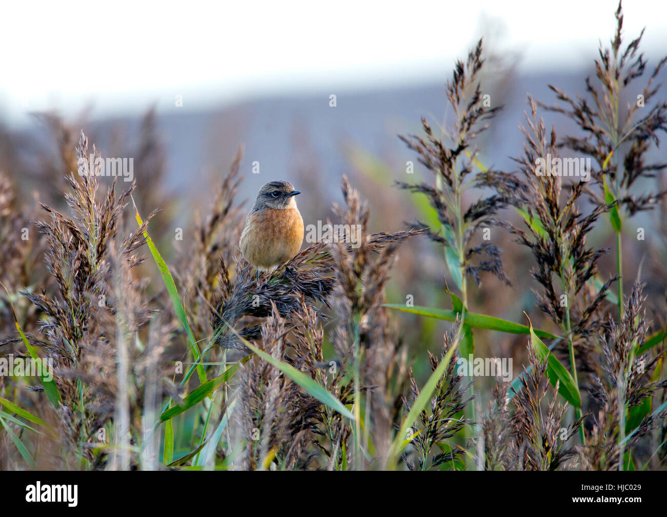 Whinchat (Saxicola rubetra) perching on top of the reeds at a lakeside. Stock Photo