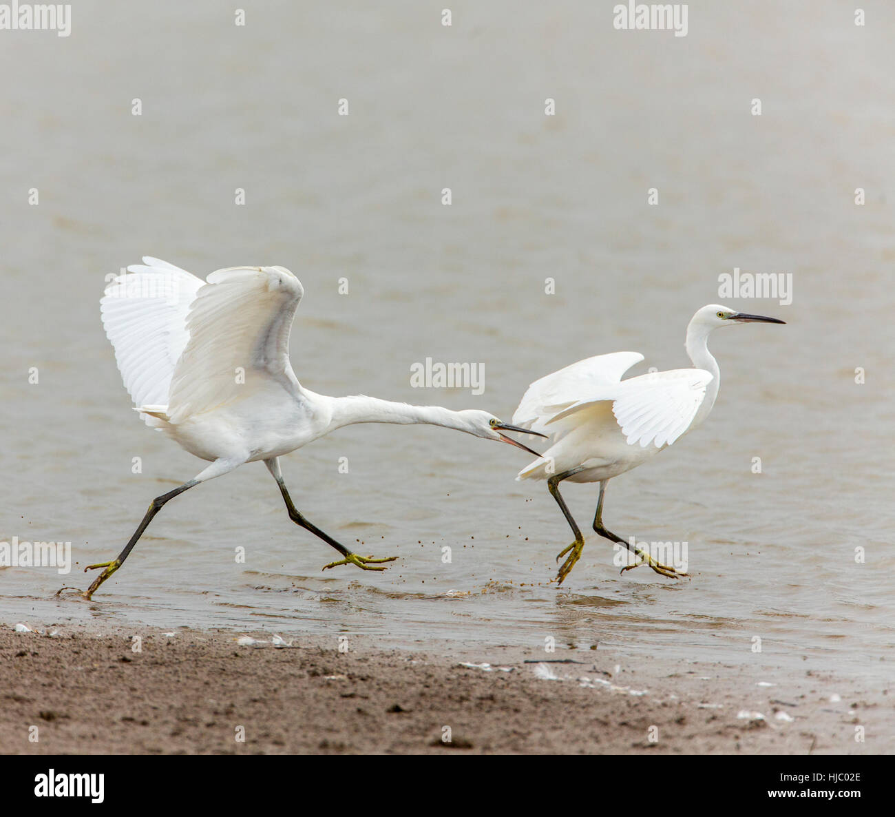 2 little egrets Egretta garzetta aggressive behavour fighting Stock Photo