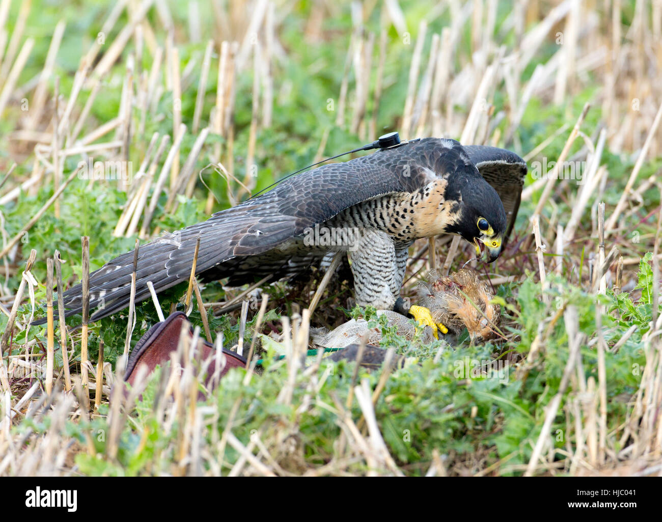 Peregrine Falcon (Falco peregrinus) with prey, mantling a kill, English partridge (Perdix perdix) on farmland. Stock Photo