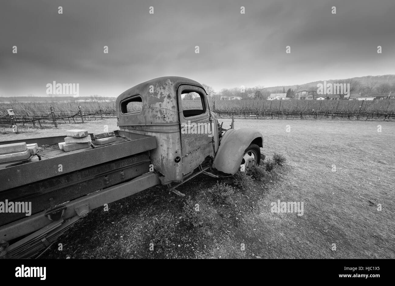 A black and white photograph of an old truck with bullet holes in the door in a vineyard on an overcast day. Stock Photo