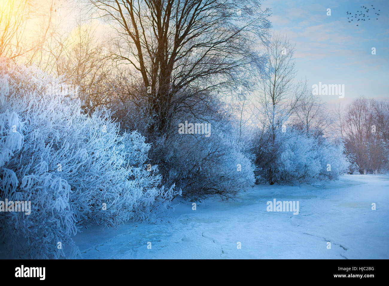 beautiful winter background; winter landscape On A Hoar Frost Stock Photo